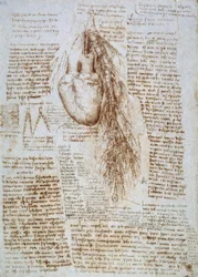 Anatomy Study: The Heart and Surrounding Blood Vessels with the Lung